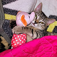 Ozz is registered to the contest to win money with this photo: abyssinian, animal, bed, blanket, cat, couch, cushion, egyptiancat, furniture, homedecor, kitten, linen, manx, person, pet, plush, quilt, siamese, sleeping, toy