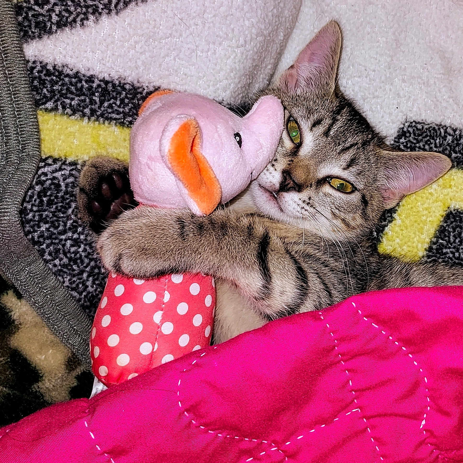 Ozz is registered to the contest to win money with this photo: abyssinian, animal, bed, blanket, cat, couch, cushion, egyptiancat, furniture, homedecor, kitten, linen, manx, person, pet, plush, quilt, siamese, sleeping, toy