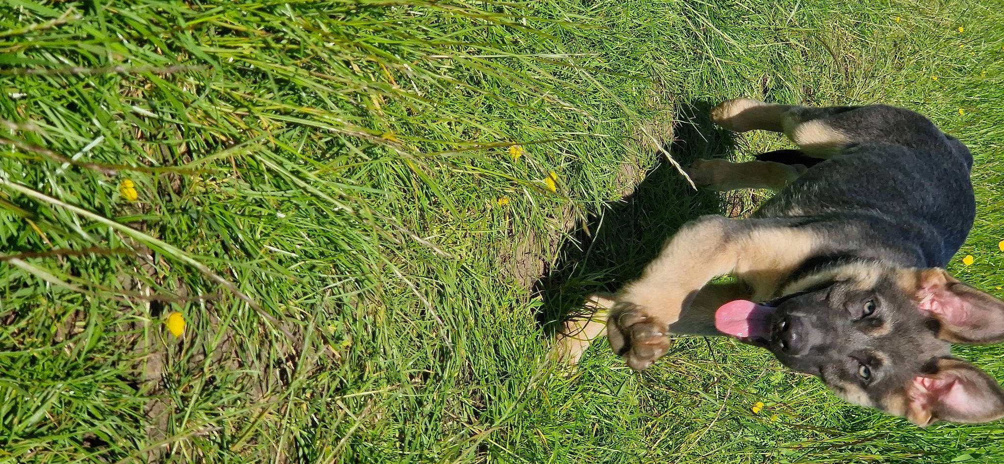 Balto is registered to the contest to win money with this photo: canidae, dog_breed, fawn, fur, grass, grass_family, grassland, groundcover, herbaceous_plant, lawn, pasture, people_in_nature, plant, prairie, shrub, soil, sporting_group, tail, terrestrial_animal, wildlife