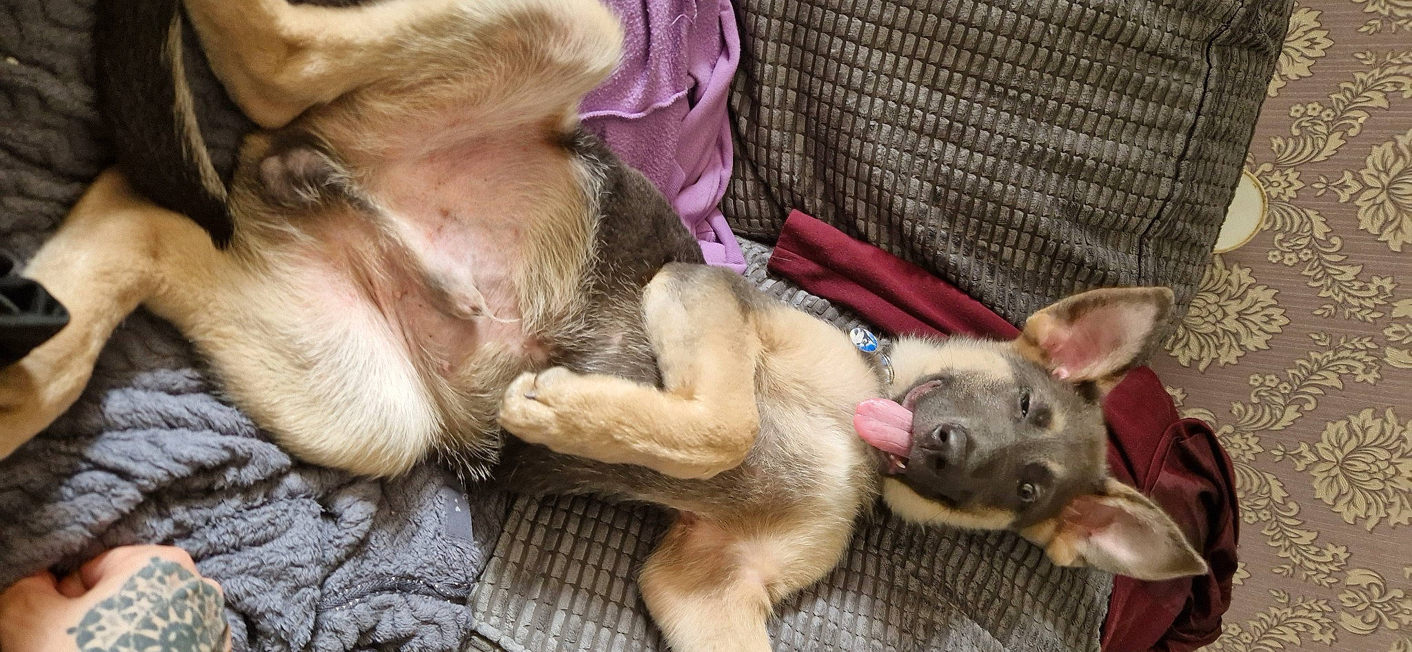 Balto is registered to the contest to win money with this photo: canidae, carnivore, companion_dog, dog, dog_breed, fawn, fur, liver, paw, puppy, snout, sporting_group, terrestrial_animal, working_animal