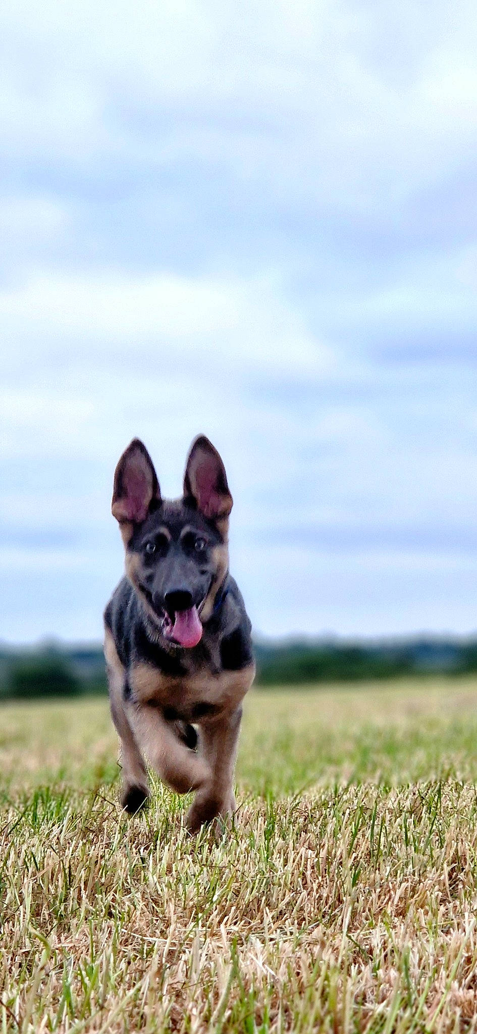 Balto joined the competition — help win amazing prizes! carnivore, cloud, companion_dog, dog, dog_breed, fawn, grass, grassland, herding_dog, paw, plant, prairie, sky, snout, sporting_group, terrestrial_animal, toy_dog, whiskers, working_animal, working_dog