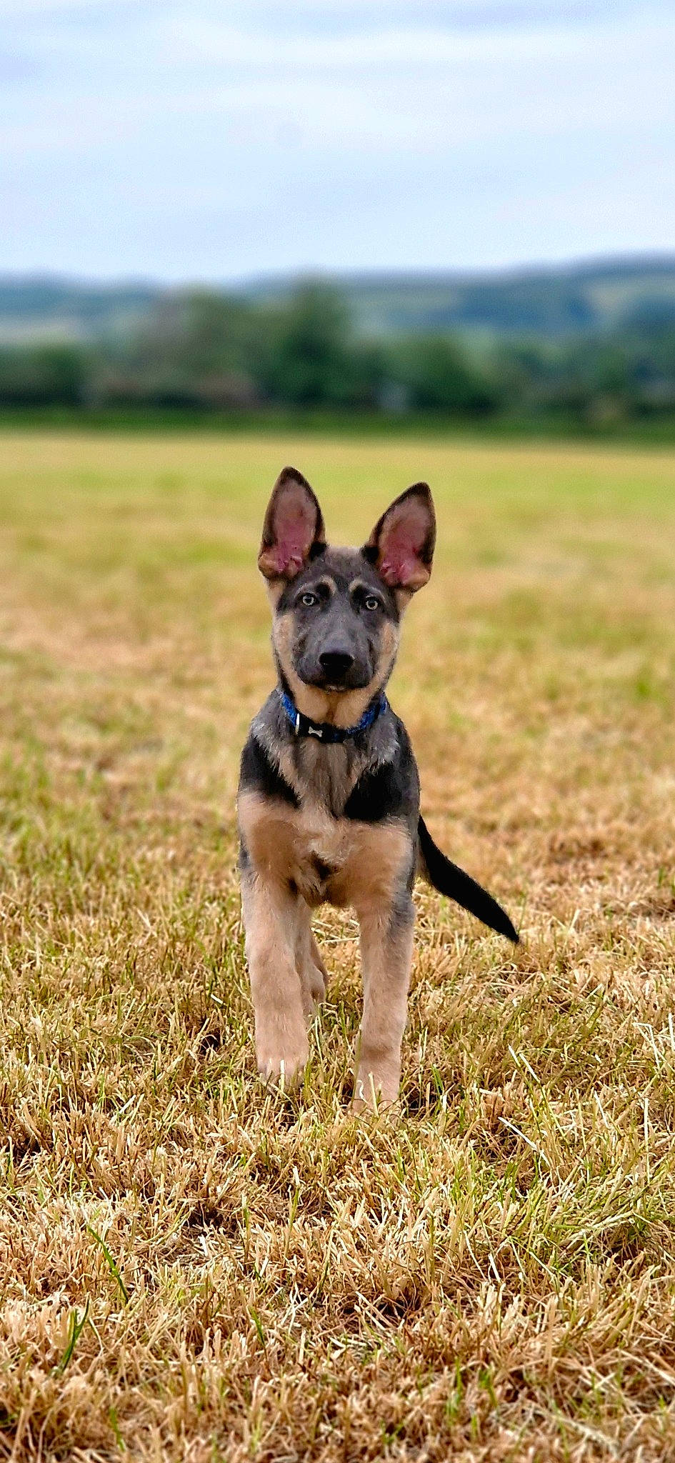 Balto is registered to the contest to win money with this photo: adventure, canidae, carnivore, companion_dog, dog, dog_breed, fawn, grass, grassland, plant, prairie, sky, snout, soil, sporting_group, tail, terrestrial_animal, toy_dog, wildlife, working_animal