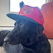 Ruby Sue joined the competition — help win amazing prizes! dog, black_dog, cap, hat, indoor, carpet, window, relaxing, pet, canine, animal, side_view, red_cap, casual, resting, domestic_animal, furniture, human_leg, footwear, living_room