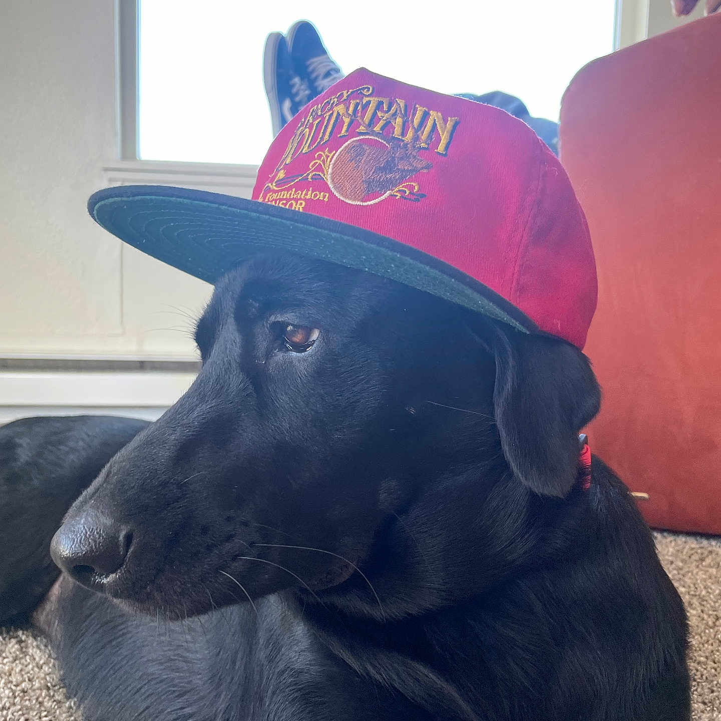 Ruby Sue joined the competition — help win amazing prizes! animal, black_dog, canine, cap, carpet, casual, dog, domestic_animal, footwear, furniture, hat, human_leg, indoor, living_room, pet, red_cap, relaxing, resting, side_view, window