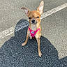 Maya participe au concours pour gagner de l'argent avec cette photo : accessories, animal, canine, chihuahua, city, dog, face, head, leash, person, pet, photography, portrait, puppy, road, strap, street, sunglasses, tarmac, urban