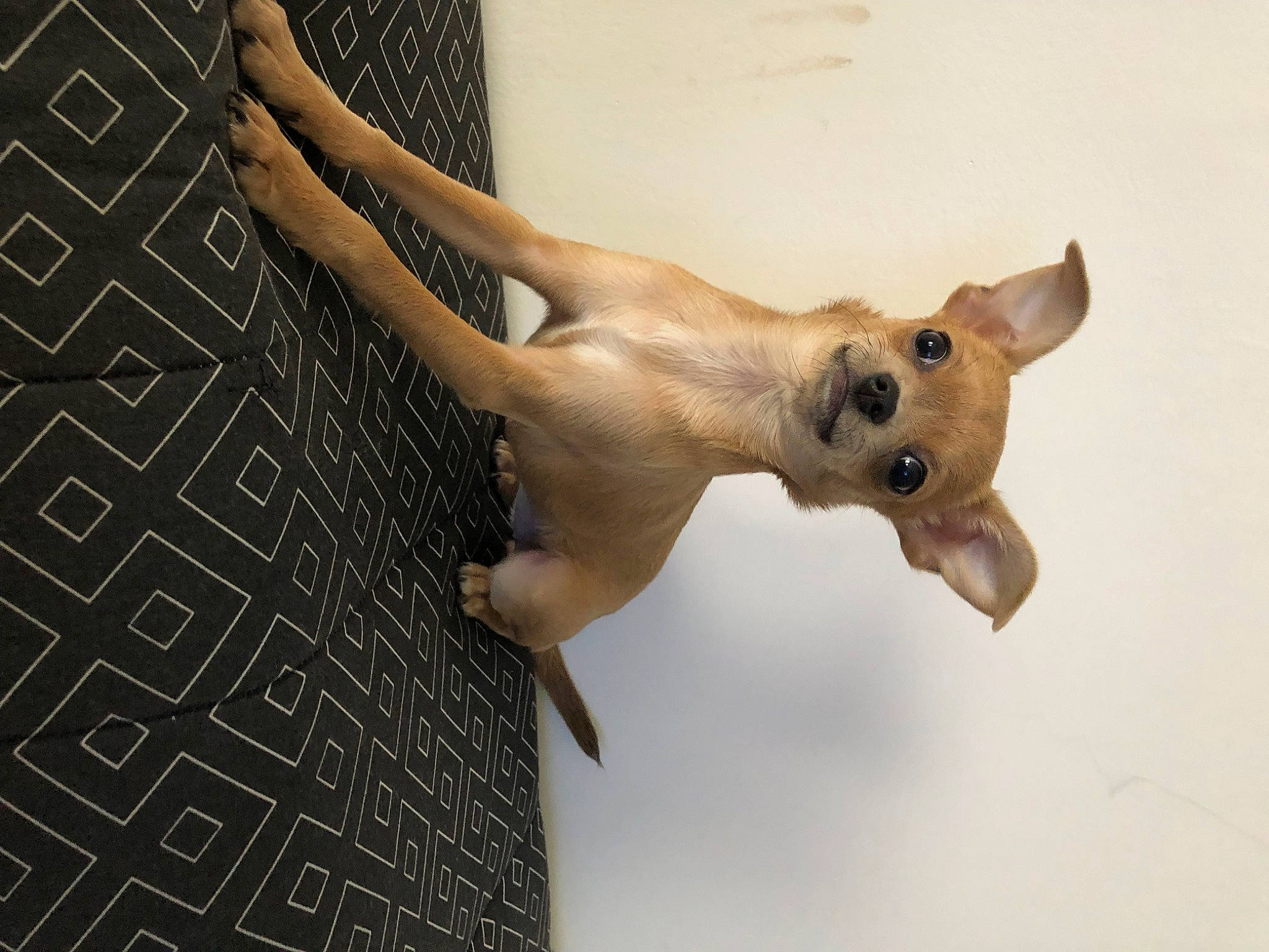Maya a rejoint le concours — aidez-le/la à gagner de superbes lots ! art, balance, bone, canidae, carnivore, companion_dog, dog, dog_breed, fawn, gesture, jaw, snout, sporting_group, tail, terrestrial_animal, twig, whiskers, wildlife, wood, working_animal