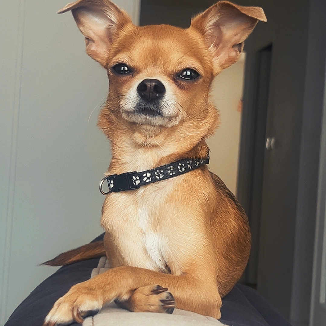 Maya