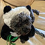 dog, costume, panda, pet, fur, animal, cute, indoor, sofa, leather, brown, black, white, green, tag, looking_up, small_dog, curly_fur, sitting, closeup