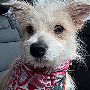 Dollyroo is registered to the contest to win money with this photo: dog, close_up, bandana, car, pet, animal, fur, ears, nose, eyes, window, tree, outdoor, seat, cute, canine, portrait, accessory, love, nature