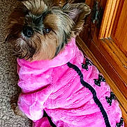 Nouchka participe au concours pour gagner de l'argent avec cette photo : dog, small_dog, pet, yorkshire_terrier, pink_robe, pet_clothing, fluffy_fur, floppy_ears, cute, looking_up, indoor, carpet, wooden_cabinet, furniture, bow_pattern, polka_dot, cozy, portrait, nose, eyes