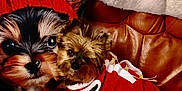 Nouchka a rejoint le concours — aidez-le/la à gagner de superbes lots ! dog, small_dog, puppy, santa_outfit, holiday_costume, red_clothing, decorative_pillow, printed_dog_face, leather_sofa, blanket, cozy, indoors, cute, portrait, fur, brown_color, white_trim, relaxing, couch, pet_bedding