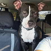 Nala is registered to the contest to win money with this photo: dog, car, vehicle_interior, black_and_white, pet, animal, seat, window, road, collar, ears, face, looking, daylight, human_arm, travel, transportation, backseat, window_view, domestic_animal