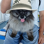 Hulk a rejoint le concours — aidez-le/la à gagner de superbes lots ! dog, hat, tongue_out, fluffy, sitting, person, lap, denim_shorts, light_blue_shirt, backpack, indoor, blue_furniture, white_furniture, palm_tree_pattern, black_fur, gray_fur, cute, pet, animal, casual
