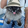 dog, hat, tongue_out, fluffy, sitting, person, lap, denim_shorts, light_blue_shirt, backpack, indoor, blue_furniture, white_furniture, palm_tree_pattern, black_fur, gray_fur, cute, pet, animal, casual