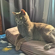 Vegas a rejoint le concours — aidez-le/la à gagner de superbes lots ! cat, gray_cat, indoor, sunlight, cushion, bed, curtains, wooden_dresser, furniture, pet, animal, relaxed, resting, cozy, window_light, whiskers, eyes, paw, fur, domestic