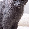 Vegas participe au concours pour gagner de l'argent avec cette photo : cat, gray_cat, yellow_eyes, pet, feline, animal, indoor, fluffy_surface, curious, portrait, close_up, smartphone_screenshot, app_icons, digital_overlay, cute, domestic_cat, whiskers, ears, fur, sitting