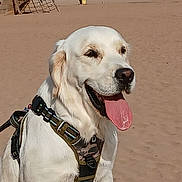 Vanille participe au concours pour gagner de l'argent avec cette photo : dog, golden_retriever, canine, pet, animal, beach, sand, harness, outdoor, sunny, tongue_out, happy, playground, sky, daytime, nature, leash, muzzle, ears, walking