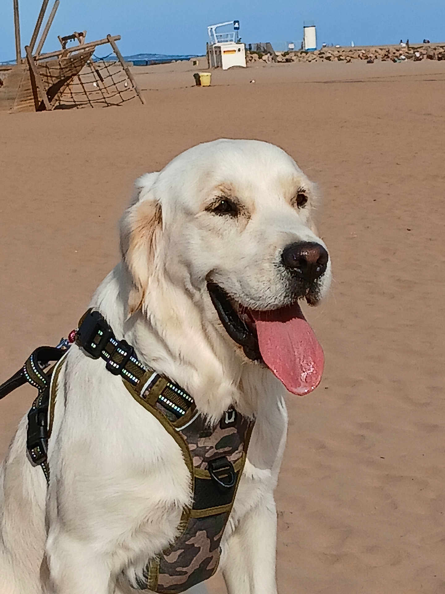 Vanille participe au concours pour gagner de l'argent avec cette photo : dog, golden_retriever, canine, pet, animal, beach, sand, harness, outdoor, sunny, tongue_out, happy, playground, sky, daytime, nature, leash, muzzle, ears, walking