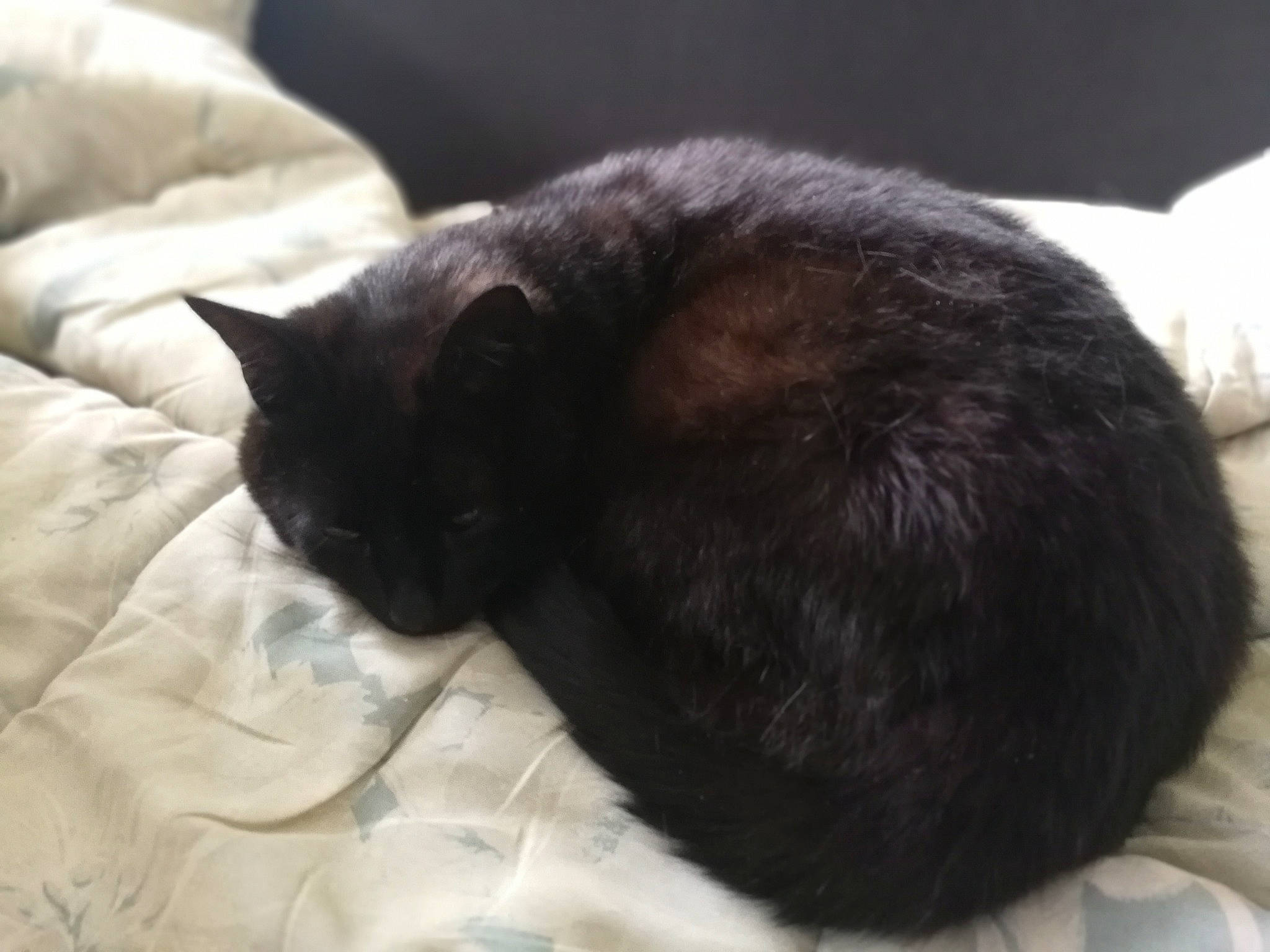 Négro participe au concours pour gagner de l'argent avec cette photo : bedding, black_cat, bombay, carnivore, cat, cat_supply, claw, comfort, domestic_short_haired_cat, felidae, fur, grey, linens, nap, small_to_medium_sized_cats, snout, tail, terrestrial_animal, whiskers