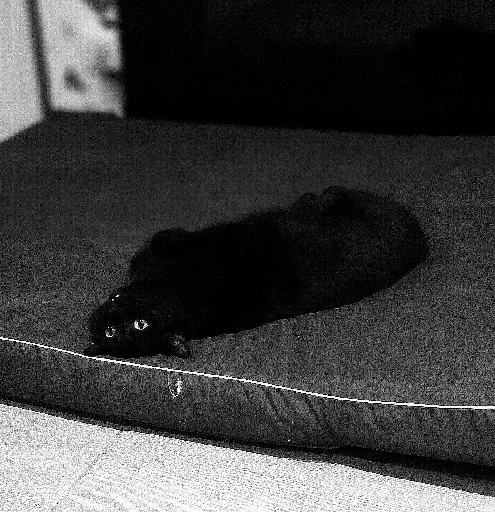 Négro participe au concours pour gagner de l'argent avec cette photo : black, black_and_white, carnivore, cat, comfort, eye, felidae, flooring, foot, grey, human_body, leg, monochrome, monochrome_photography, small_to_medium_sized_cats, snout, style, tints_and_shades, whiskers, wood