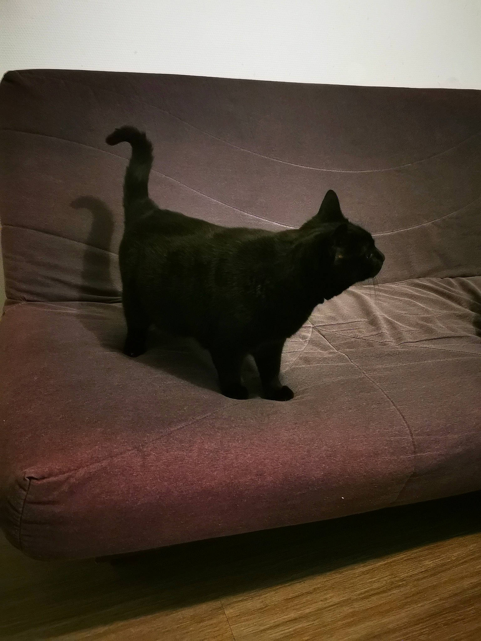 Négro participe au concours pour gagner de l'argent avec cette photo : black_cat, brown, canidae, carnivore, cat, comfort, dog_breed, fawn, felidae, flooring, grey, hardwood, small_to_medium_sized_cats, snout, sporting_group, tail, terrestrial_animal, tints_and_shades, whiskers, wood