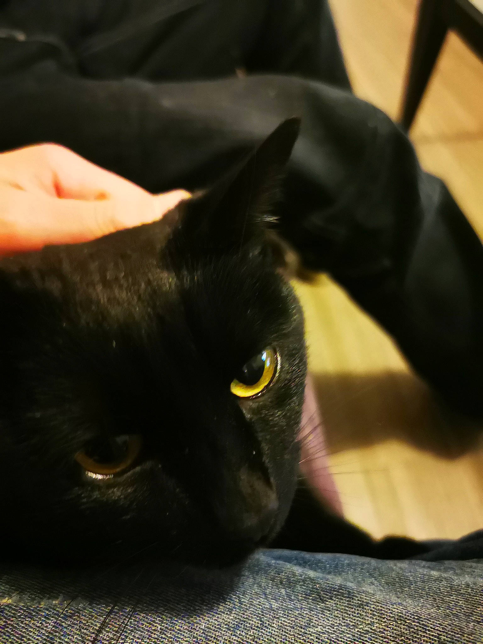 Négro participe au concours pour gagner de l'argent avec cette photo : black_cat, bombay, carnivore, cat, comfort, domestic_short_haired_cat, eye, felidae, fur, gesture, head, human_body, small_to_medium_sized_cats, snout, terrestrial_animal, whiskers