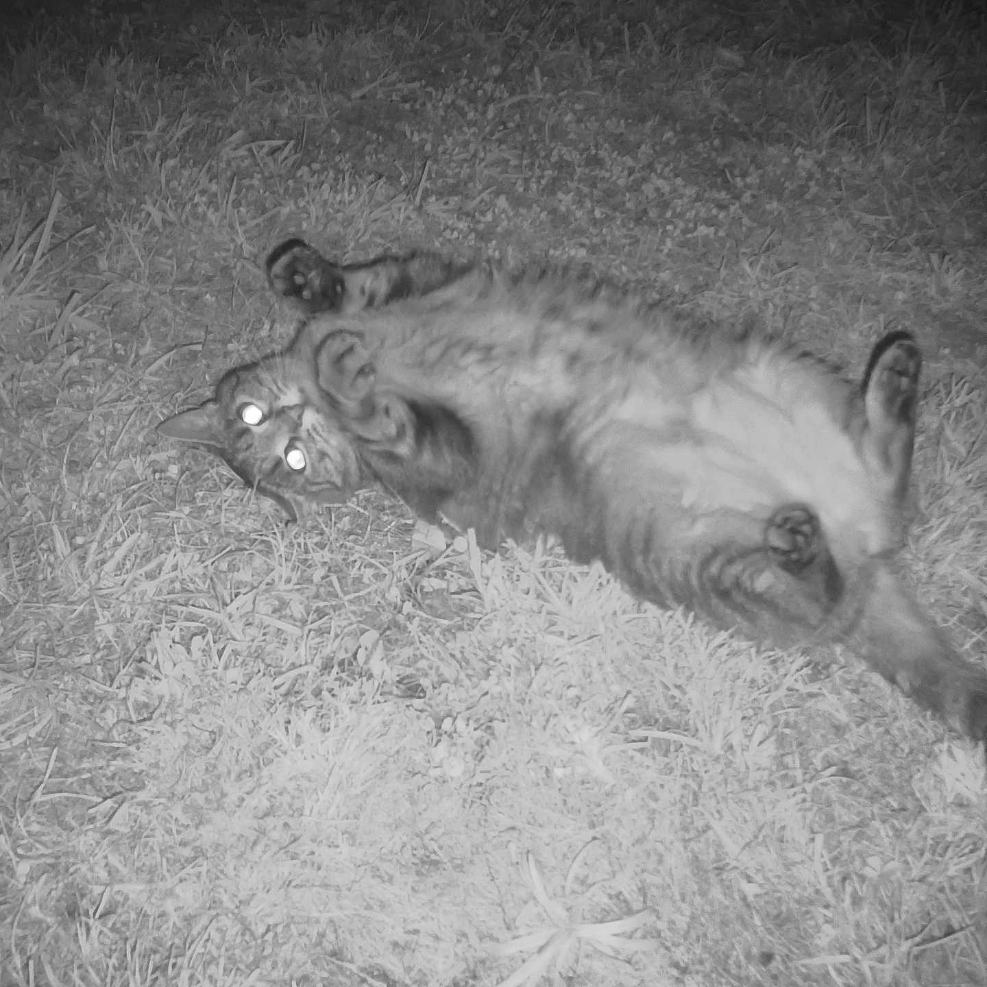 Guess a rejoint le concours — aidez-le/la à gagner de superbes lots ! animal, ball, cat, face, football, grass, head, kitten, nature, night, outdoors, person, pet, photography, plant, portrait, snow, soccer, soccerball, sport