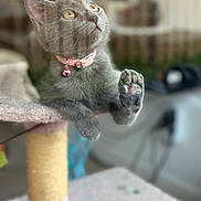 Dora joined the competition — help win amazing prizes! animal, bell, cat, cat_tree, claw, closeup, curious, cute, ears, feline, gray_cat, indoor, kitten, looking_up, paw, pet, pink_collar, soft_focus, whiskers, young_cat