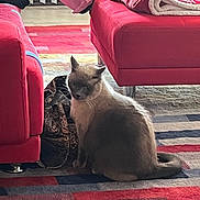 Rose Marie is registered to the contest to win money with this photo: cat, sofa, living_room, rug, blanket, bag, pet, animal, indoor, red_sofa, sitting, tail, ears, patterned, upholstery, person_leg, floor, radiator, colorful_rug, stare