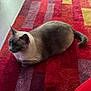 Rose Marie joined the competition — help win amazing prizes! cat, siamese_cat, pet, indoor, rug, colorful_rug, red_rug, purple, cat_loaf, feline, whiskers, ears, tail, fur, hardwood_floor, cozy, sitting, home_interior, pattern, relaxed