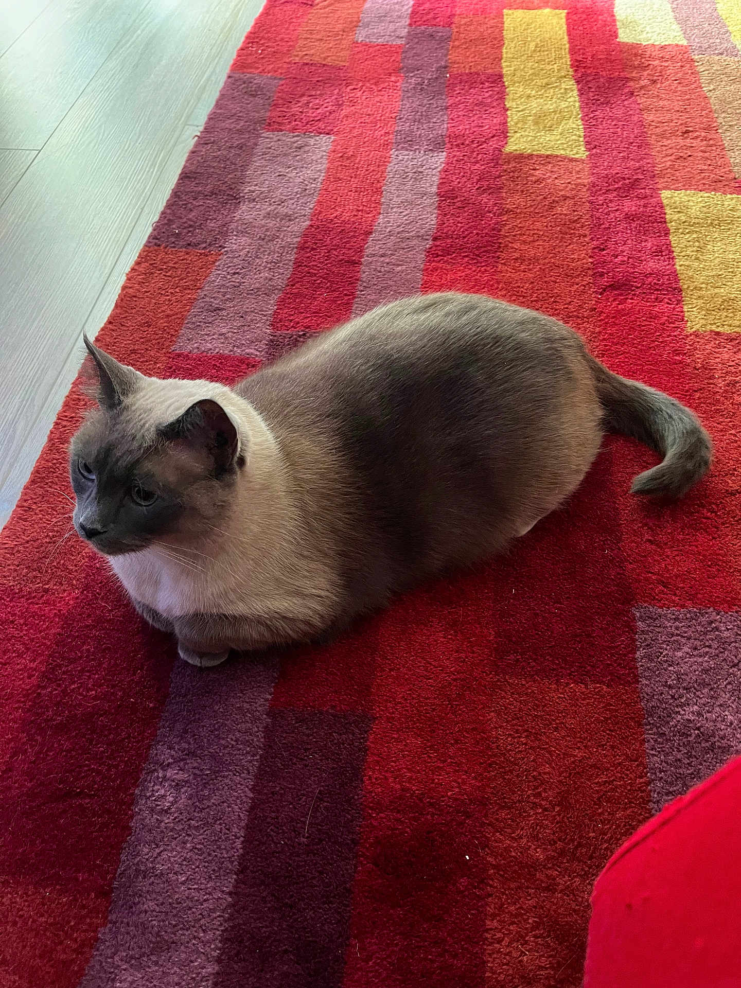 Rose Marie joined the competition — help win amazing prizes! cat, siamese_cat, pet, indoor, rug, colorful_rug, red_rug, purple, cat_loaf, feline, whiskers, ears, tail, fur, hardwood_floor, cozy, sitting, home_interior, pattern, relaxed