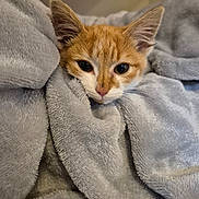 Piccolo joined the competition — help win amazing prizes! kitten, cat, orange_cat, white_cat, blanket, soft_texture, cute, pet, animal, fur, whiskers, ears, indoor, cozy, closeup, resting, sleepy, domestic_cat, wooden_floor, curious