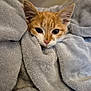 kitten, cat, orange_cat, white_cat, blanket, soft_texture, cute, pet, animal, fur, whiskers, ears, indoor, cozy, closeup, resting, sleepy, domestic_cat, wooden_floor, curious