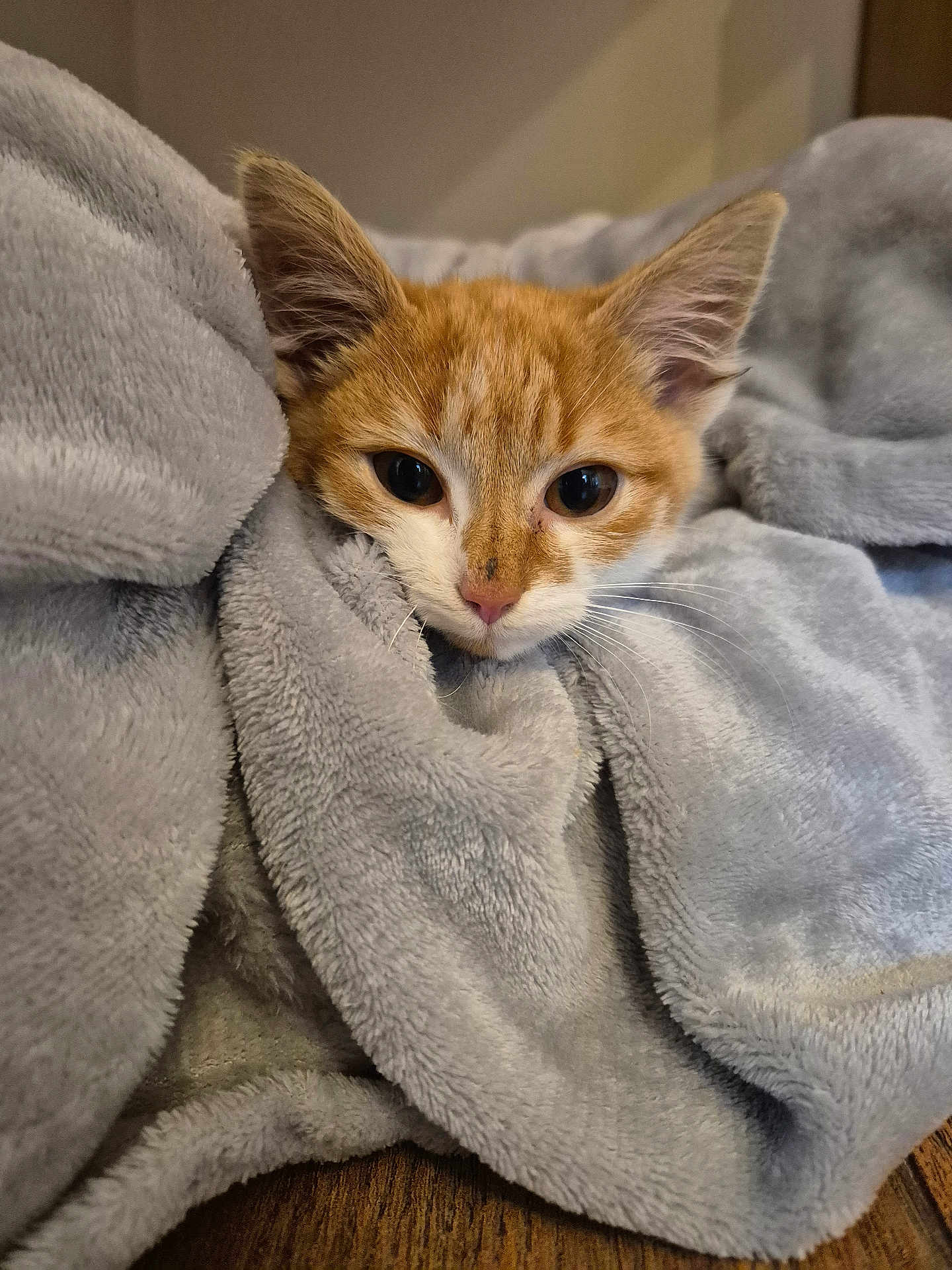 Piccolo joined the competition — help win amazing prizes! kitten, cat, orange_cat, white_cat, blanket, soft_texture, cute, pet, animal, fur, whiskers, ears, indoor, cozy, closeup, resting, sleepy, domestic_cat, wooden_floor, curious
