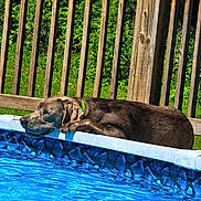 Indigo joined the competition — help win amazing prizes! animal, backyard, brown_dog, canine, collar, daytime, dog, fence, greenery, labrador, leisure, nature, outdoor, pet, pool, relaxed, resting, summer, sunlight, water