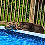 animal, backyard, brown_dog, canine, collar, daytime, dog, fence, greenery, labrador, leisure, nature, outdoor, pet, pool, relaxed, resting, summer, sunlight, water