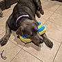 Indigo joined the competition — help win amazing prizes! animal, brown_door, canine, collar, dog, floor, gray_dog, head, indoor, large_dog, lying_down, mammal, paw, pet, plush_toy, purple_collar, relaxed, resting, tile_floor, toy