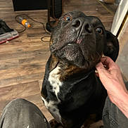 Rocky is registered to the contest to win money with this photo: dog, pet, indoor, floor, wooden_floor, black_dog, white_markings, scratching, hand, person, curious, looking_up, ears, close_up, domestic, furniture, vacuum_cleaner, water_bottle, pants, knees