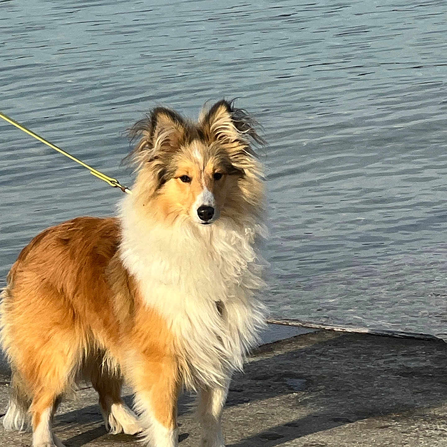 V Bingo a rejoint le concours — aidez-le/la à gagner de superbes lots ! accessories, animal, beach, canine, coast, cockerspaniel, collie, dog, leash, nature, outdoors, papillon, pet, rock, sea, shoreline, soil, strap, water, waterfront