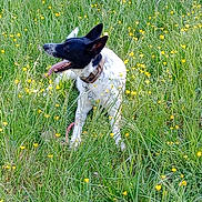 Dino participe au concours pour gagner de l'argent avec cette photo : animal, black_and_white, canine, collar, dog, ears_up, field, flowers, grass, greenery, happy, meadow, nature, outdoor, pet, playful, spring, summer, sunlight, tongue_out