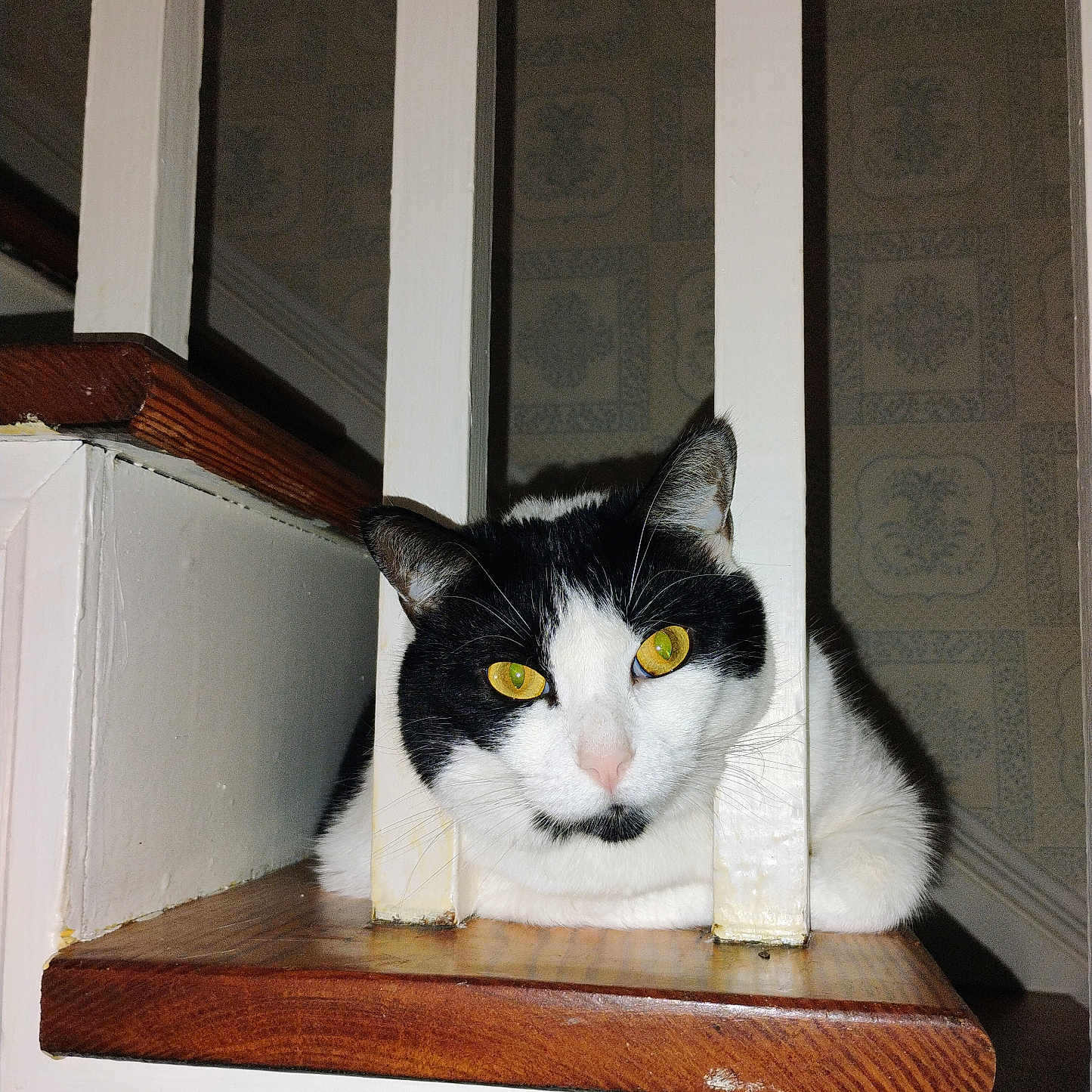 Maggie