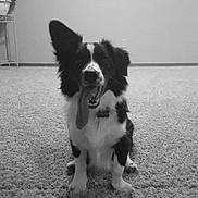 Hank Bob is registered to the contest to win money with this photo: dog, black_and_white, tongue_out, carpet, indoor, sitting, pet, canine, happy, playful, fur, animal, companion, living_room, plant_stand, floor, ears, cute, portrait, domestic