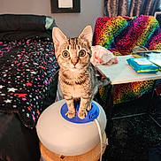 Bella is registered to the contest to win money with this photo: kitten, cat, humidifier, stool, bed, blanket, star_pattern, rainbow_pattern, chair, table, room, indoor, curious, furniture, pet, animal, cord, wood, colorful, cozy