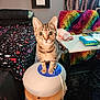 kitten, cat, humidifier, stool, bed, blanket, star_pattern, rainbow_pattern, chair, table, room, indoor, curious, furniture, pet, animal, cord, wood, colorful, cozy