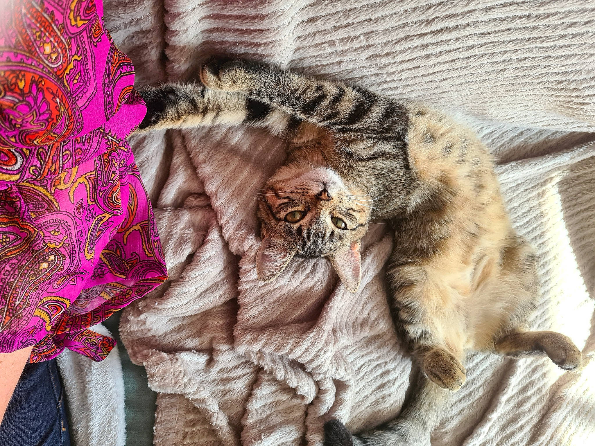 Ruby a rejoint le concours — aidez-le/la à gagner de superbes lots ! bengal_tiger, carnivore, cat, dragon_li, european_shorthair, fawn, felidae, fur, kitten, norwegian_forest_cat, organism, pixie_bob, small_to_medium_sized_cats, tabby_cat, tail, textile, whiskers