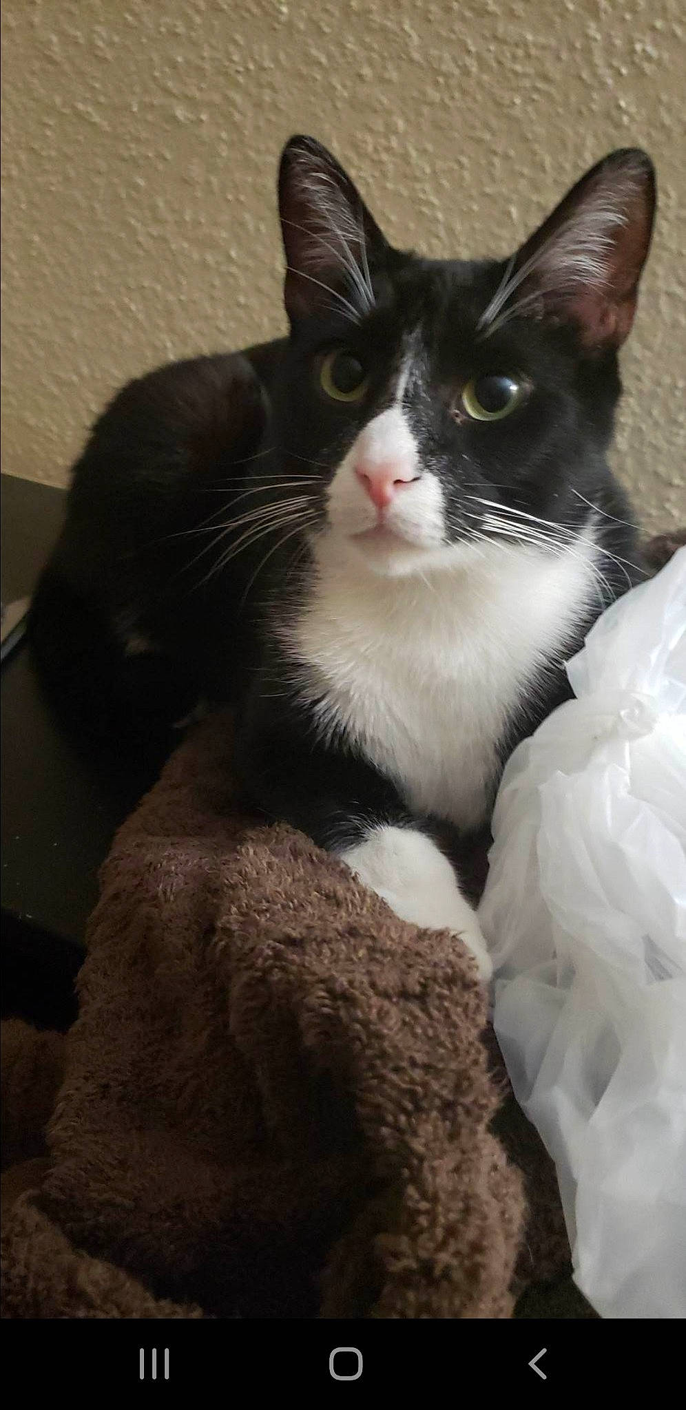 Donald is registered to the contest to win money with this photo: box, carnivore, cat, comfort, domestic_short_haired_cat, eye, felidae, formal_wear, fur, paw, sitting, small_to_medium_sized_cats, snout, tail, whiskers, window