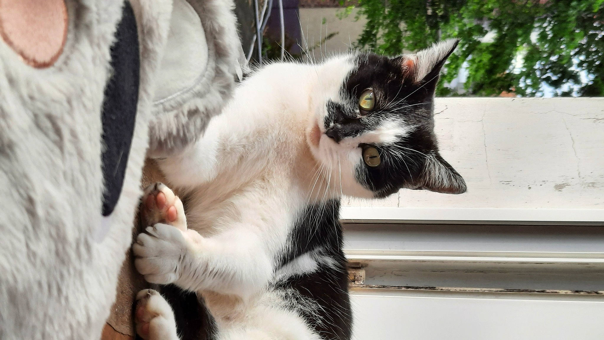 Momo participe au concours pour gagner de l'argent avec cette photo : carnivore, cat, claw, collar, comfort, domestic_short_haired_cat, felidae, fur, grass, paw, plant, sitting, small_to_medium_sized_cats, snout, tail, tree, whiskers, window