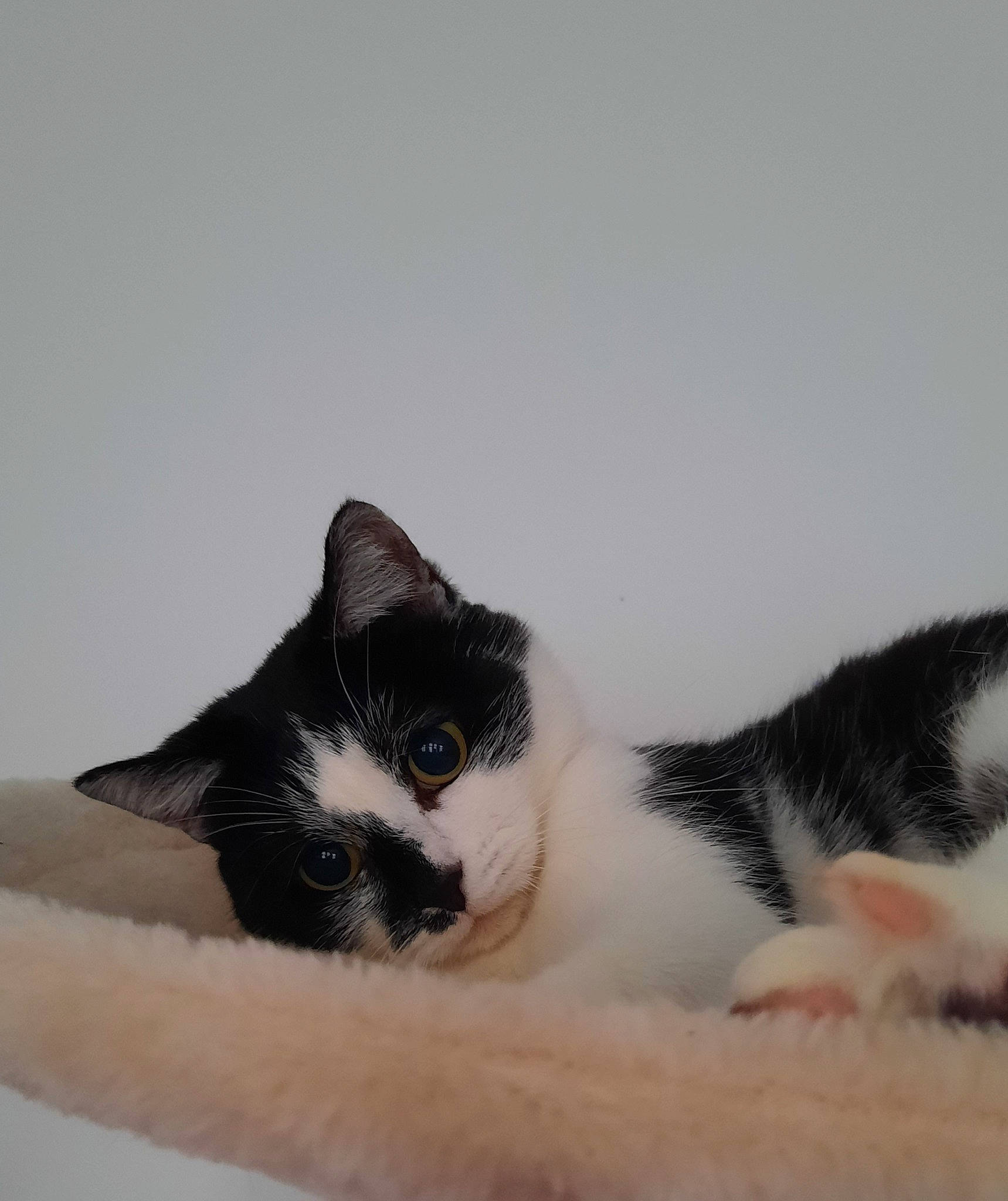 Momo a rejoint le concours — aidez-le/la à gagner de superbes lots ! carnivore, cat, comfort, domestic_short_haired_cat, eye, felidae, fur, grey, mammal, nap, paw, sitting, sleep, small_to_medium_sized_cats, snout, tail, tree, vertebrate, whiskers, window