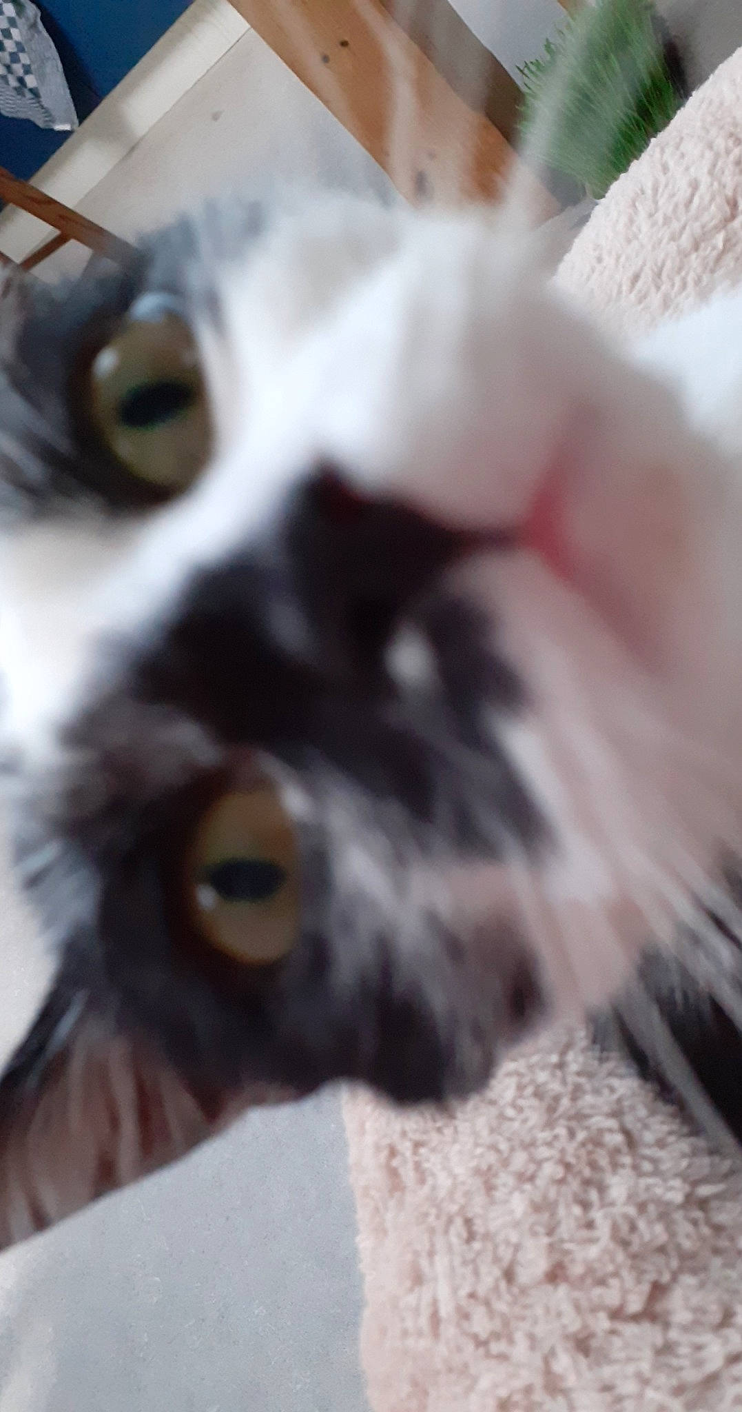 Momo a rejoint le concours — aidez-le/la à gagner de superbes lots ! canidae, carnivore, claw, companion_dog, dog, dog_breed, eyelash, felidae, fur, non_sporting_group, paw, puppy, small_to_medium_sized_cats, snout, sporting_group, tail, terrestrial_animal, toy_dog, whiskers, working_animal