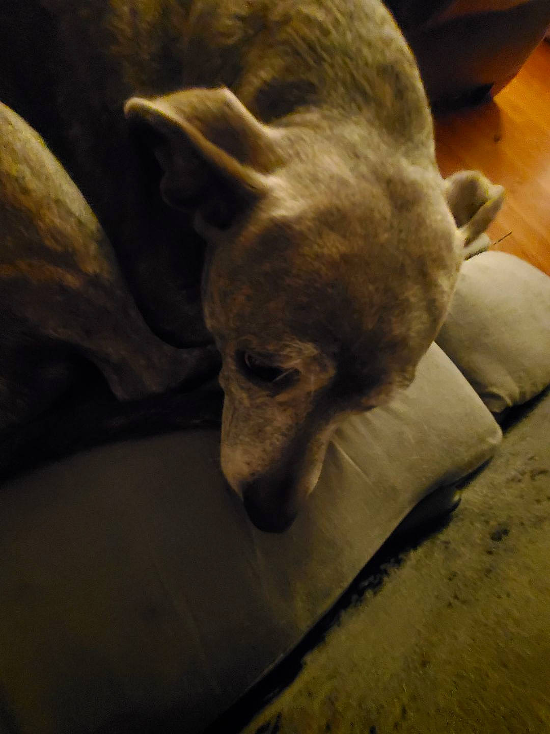 Jada is registered to the contest to win money with this photo: canidae, carnivore, comfort, companion_dog, dog, dog_breed, fawn, fur, gesture, linens, paw, snout, sporting_group, tail, terrestrial_animal, toy_dog, whiskers, wood, working_animal, wrinkle